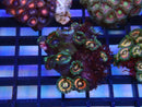 WA Zoa Cluster