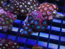 WA Zoa Cluster