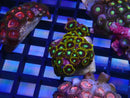 WA Zoa Cluster