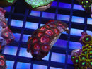 WA Zoa Cluster