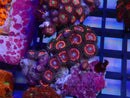 WA Zoa Cluster