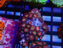 WA Zoa Cluster