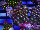 WA Zoa Cluster