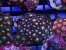 WA Zoa Cluster