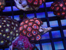 WA Zoa Cluster