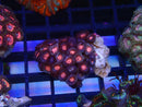 WA Zoa Cluster