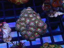 WA Zoa Cluster