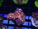 WA Zoa Cluster