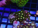 WA Zoa Cluster