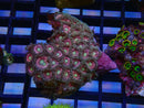WA Zoa Cluster