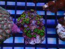WA Zoa Cluster