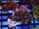 WA Zoa Cluster