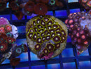 WA Zoa Cluster
