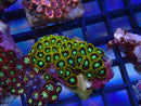 WA Zoa Cluster
