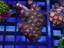 WA Zoa Cluster