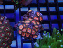 WA Zoa Cluster