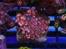 WA Zoa Cluster