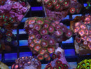 WA Zoa Cluster