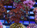 WA Zoa Cluster