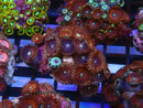 WA Zoa Cluster