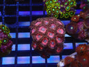 WA Zoa Cluster