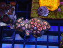 WA Zoa Cluster