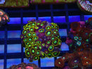 WA Zoa Cluster