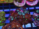 WA Zoa Cluster
