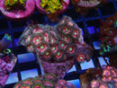 WA Zoa Cluster