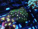 WA Zoa Cluster