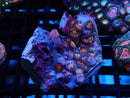 WA Zoa Cluster