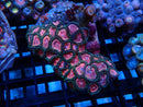 WA Zoa Cluster
