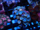 WA Zoa Cluster