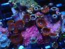 WA Zoa Cluster