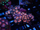 WA Zoa Cluster