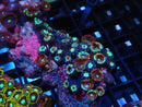 WA Zoa Cluster