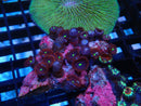 WA Zoa Cluster