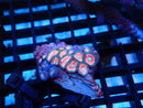 WA Zoa Cluster