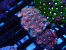 WA Zoa Cluster