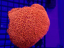 Display Piece Unique Colour Goni