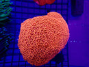 Display Piece Unique Colour Goni