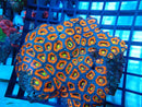 Ultra Acan Large