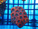 Acan small