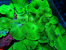 Green Morphs (price per mushroom)