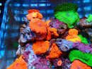 Red Morphs (price per mushroom)