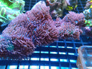 Fluffy Morph Display Rock