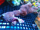 Fluffy Morph Display Rock
