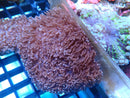 Fluffy Morph single large