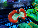 Red Trachy