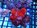 Dendronephthya sp